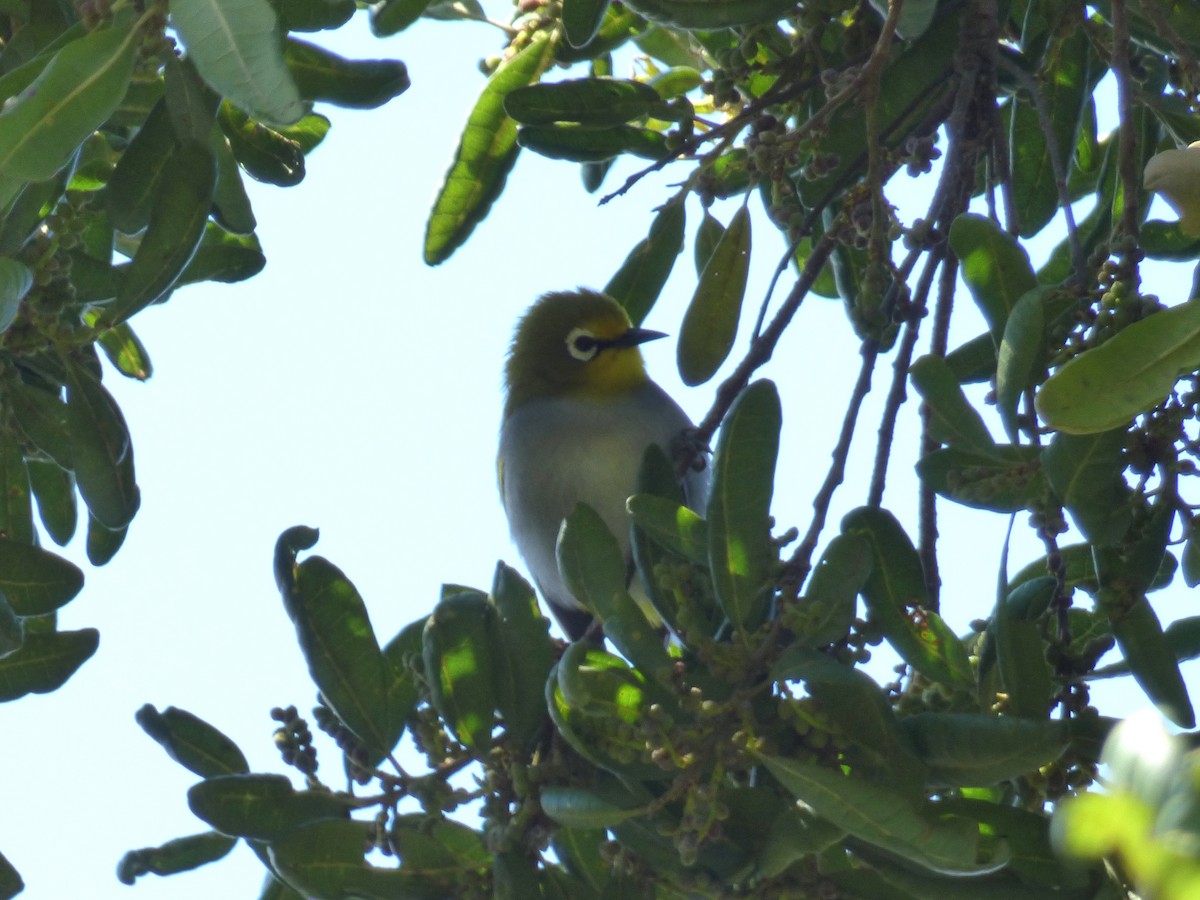 South Pare White-eye - ML183165191