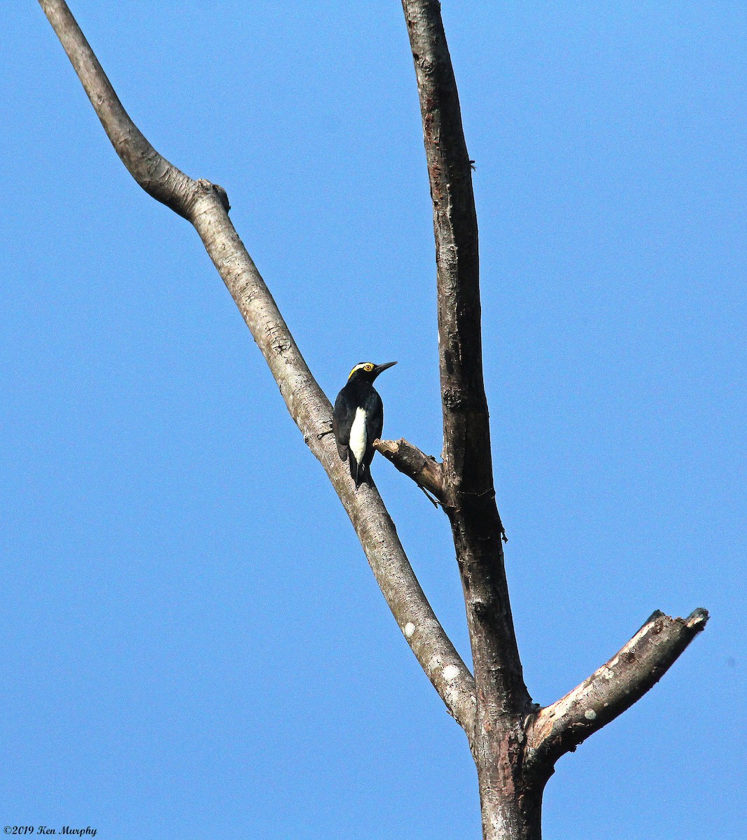 Yellow-tufted Woodpecker - Ken Murphy