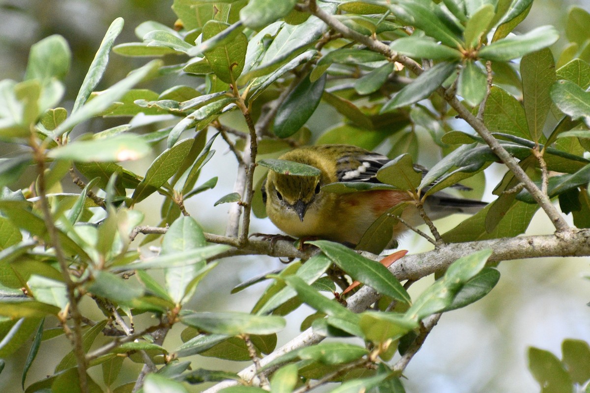 Bay-breasted Warbler - ML183167551