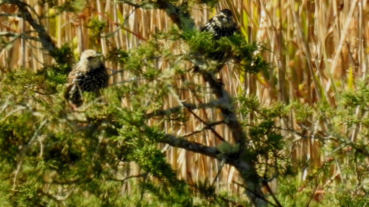 European Starling - ML183168221