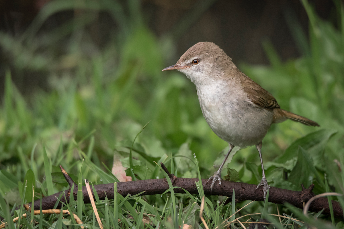 Lesser Swamp Warbler - Alistair Routledge