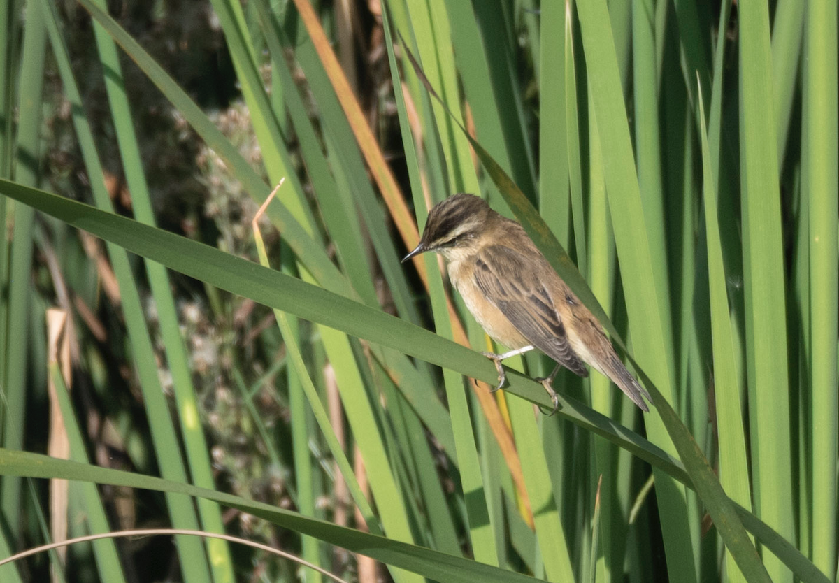 Sedge Warbler - Alistair Routledge