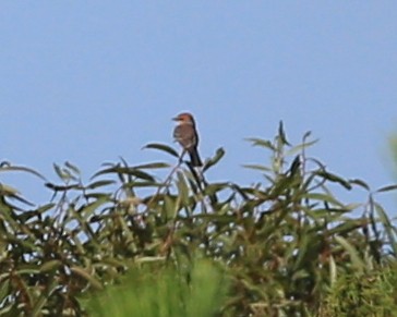 Vermilion Flycatcher - ML183172111