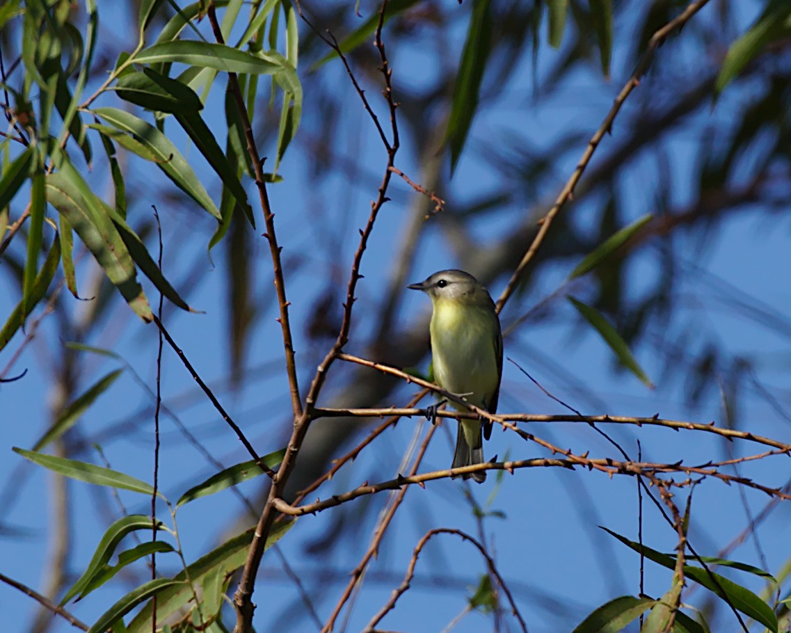 Philadelphia Vireo - ML183172261