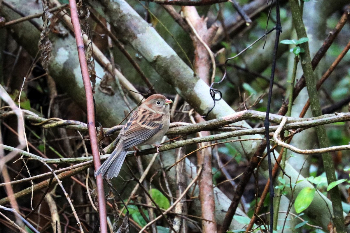 Field Sparrow - ML183172611