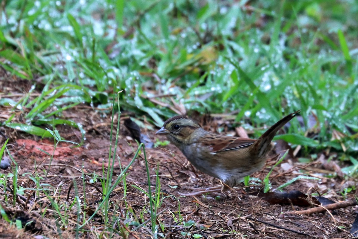 Swamp Sparrow - Colin Sumrall