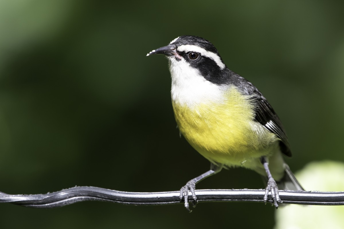 Bananaquit (Cozumel I.) - Jorge Eduardo Ruano