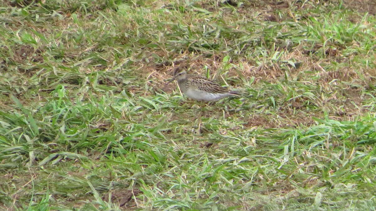 Pectoral Sandpiper - ML183173671