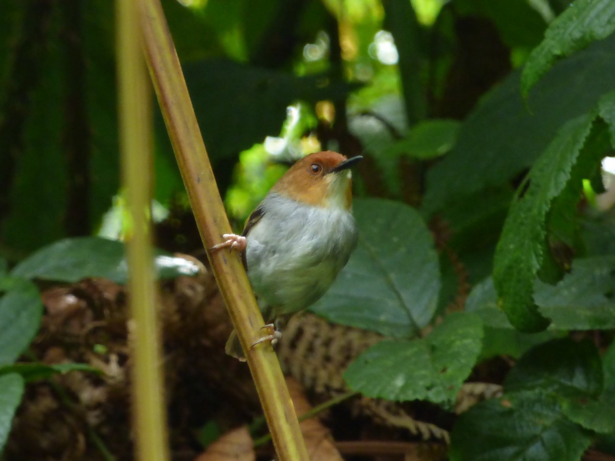 African Tailorbird - Barry Reed