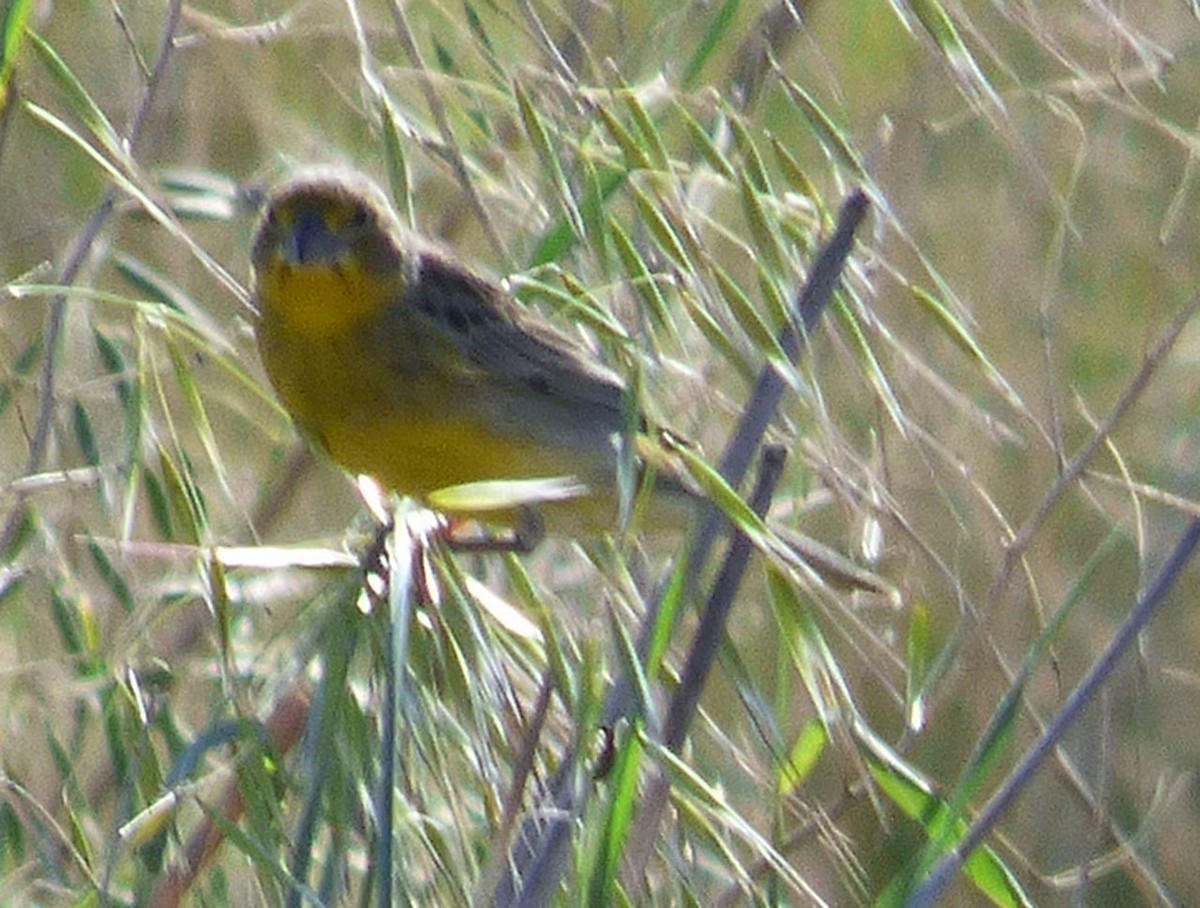 Grassland Yellow-Finch - ML183175211