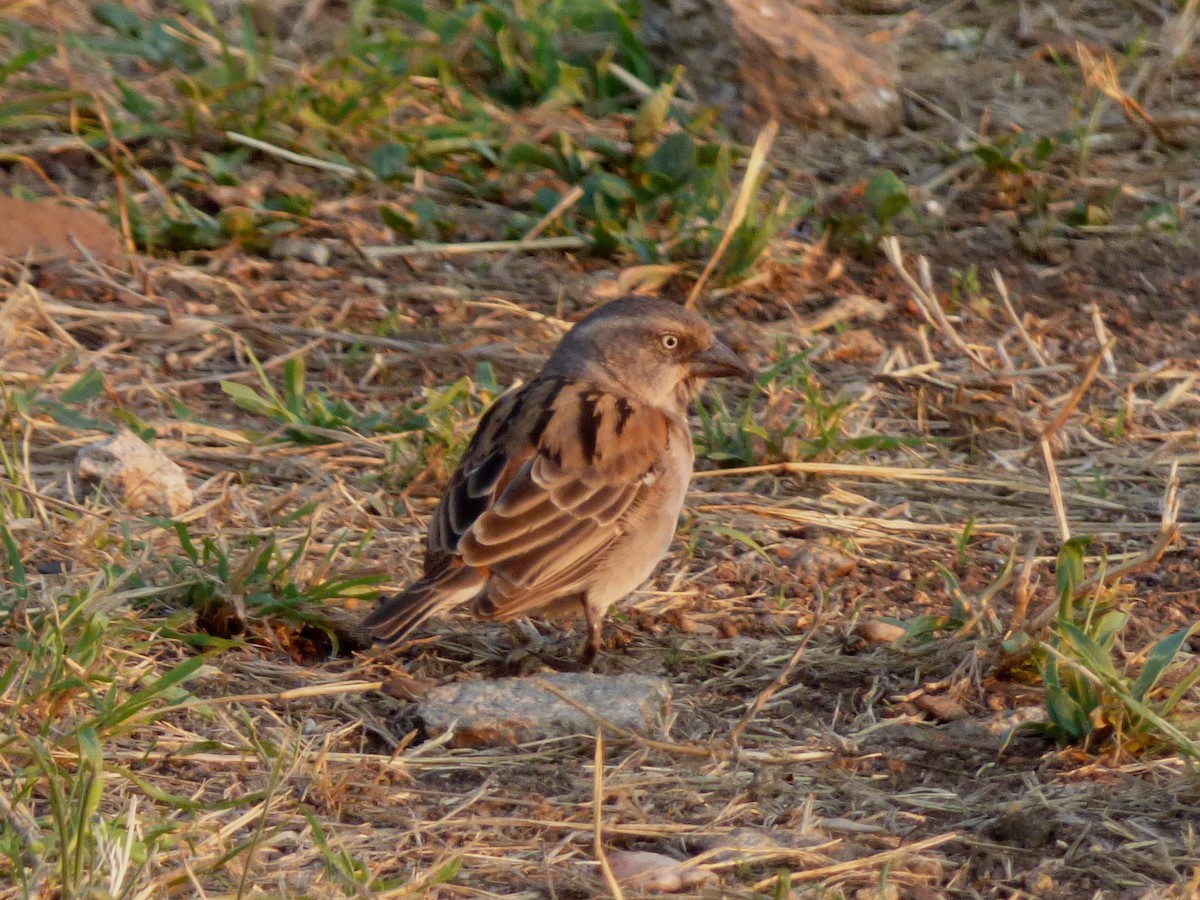 Kenya Rufous Sparrow - Barry Reed