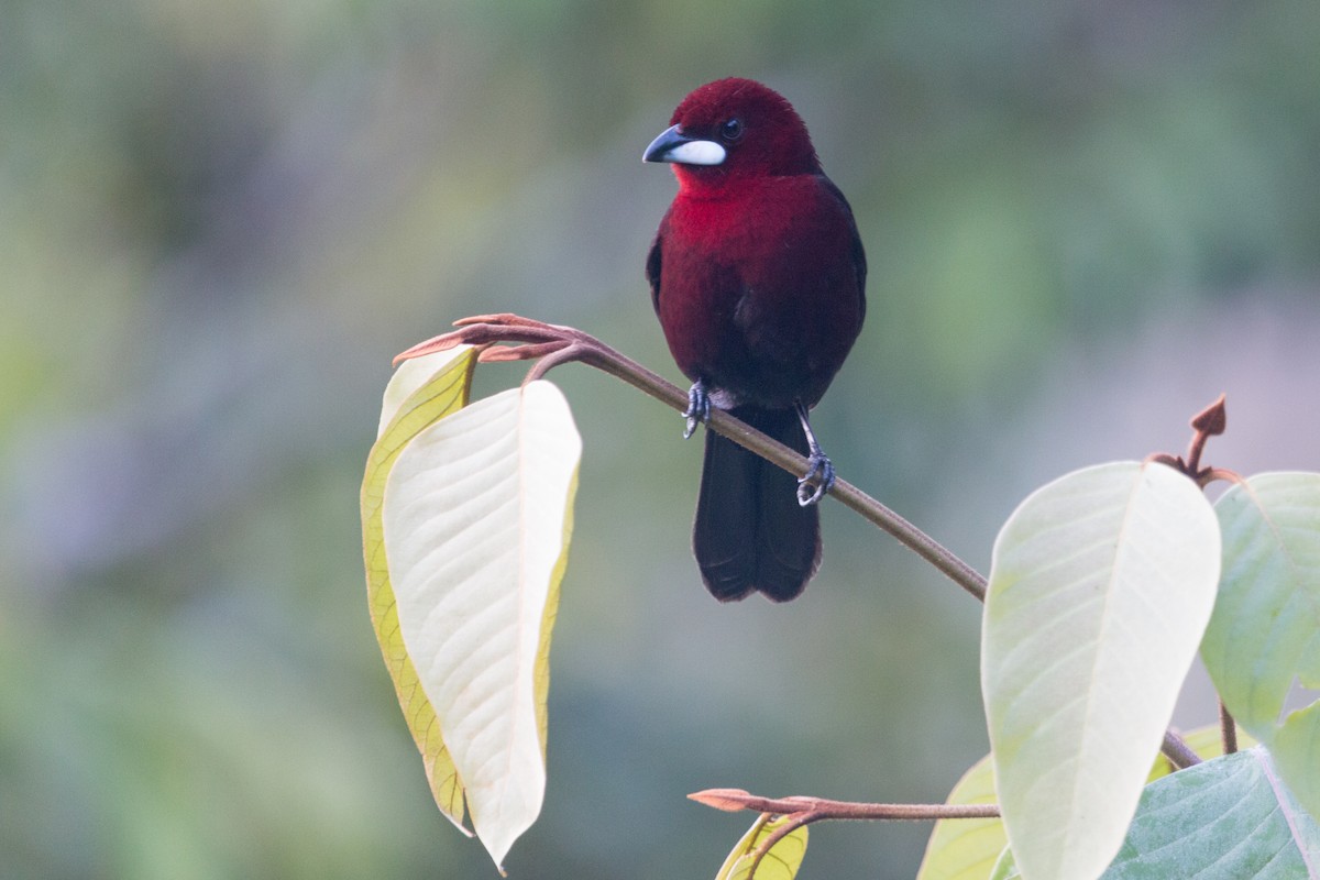 Silver-beaked Tanager - ML183177351