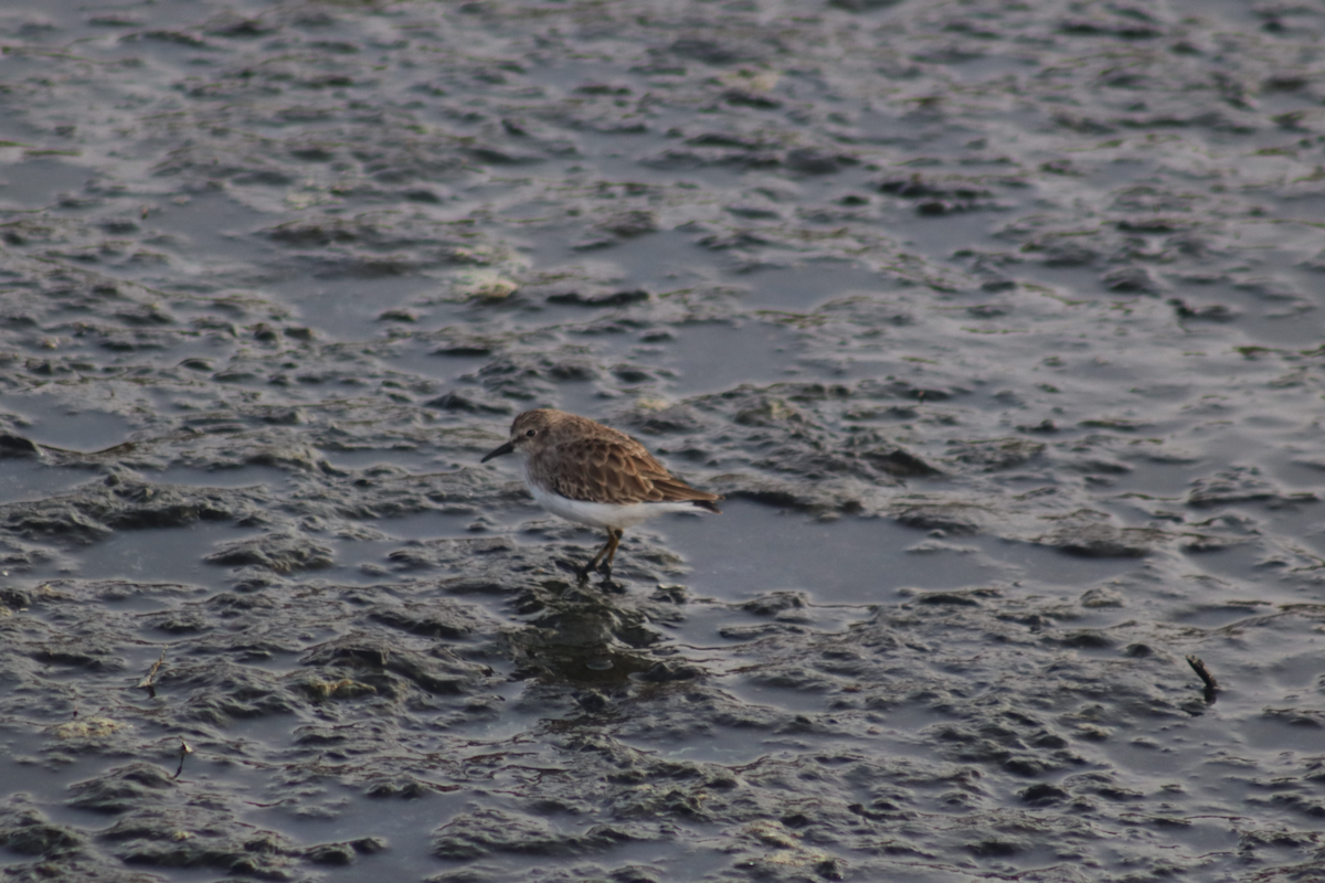 Least Sandpiper - ML183179381