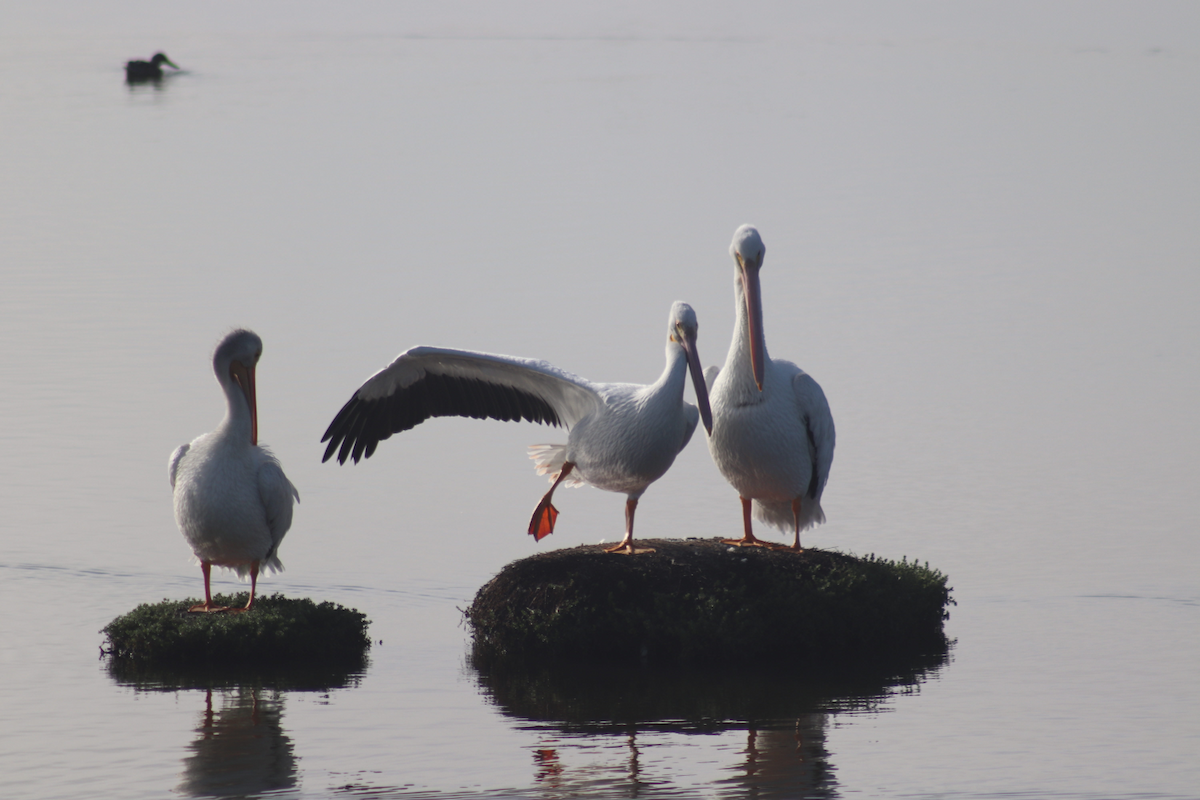 American White Pelican - ML183179491