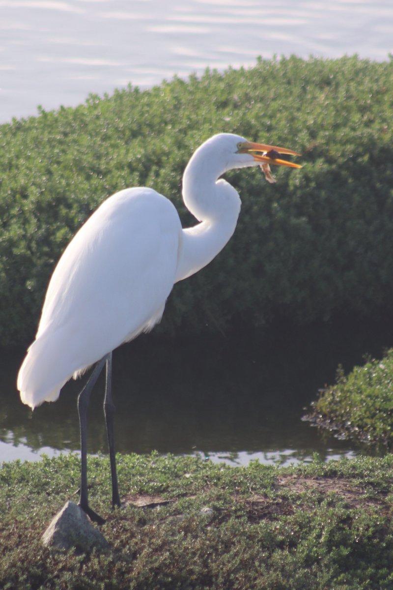 Great Egret - ML183179521