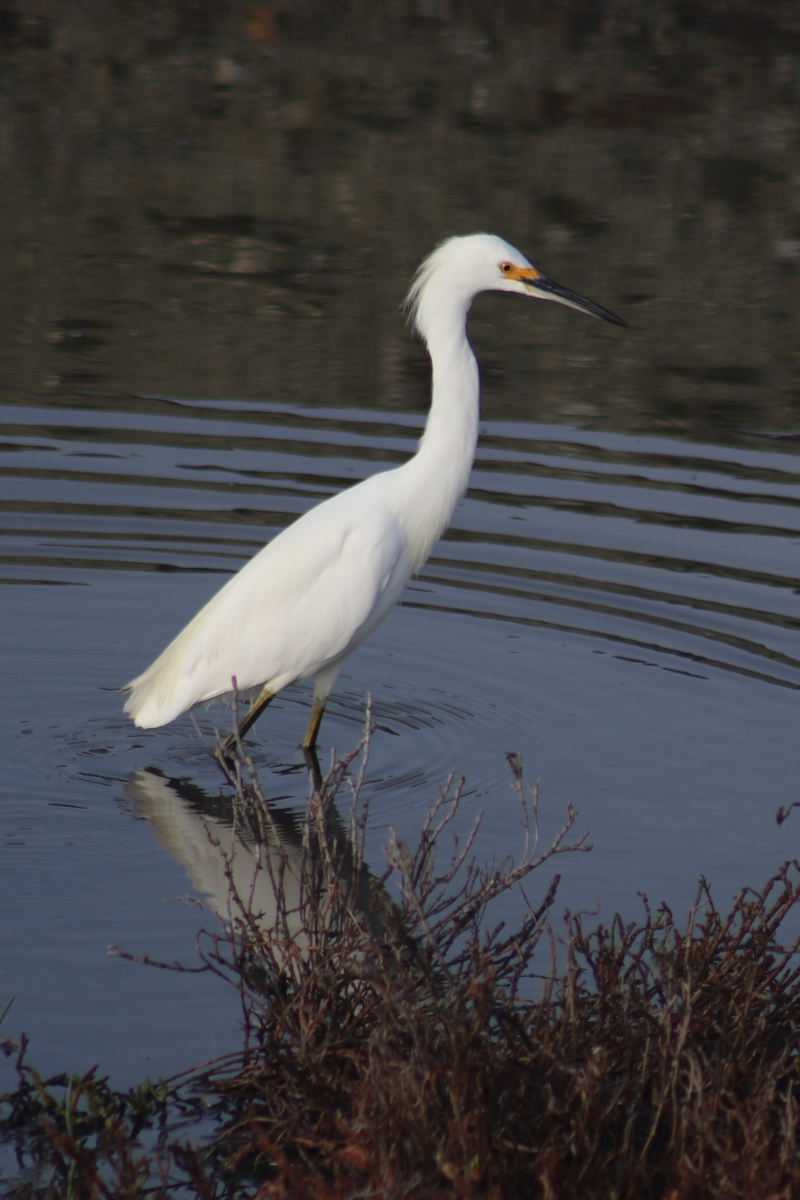 Snowy Egret - ML183179541