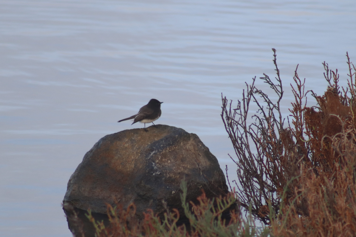 Black Phoebe - ML183179571