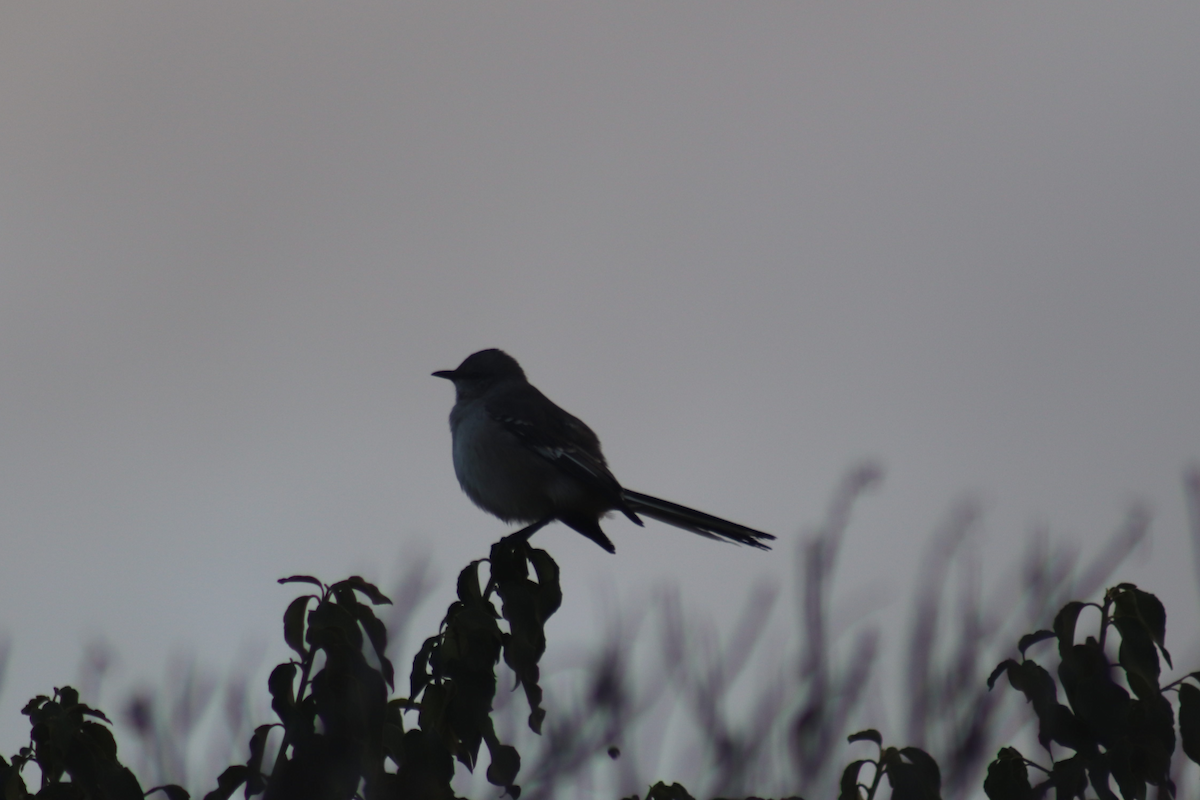 Northern Mockingbird - ML183179651