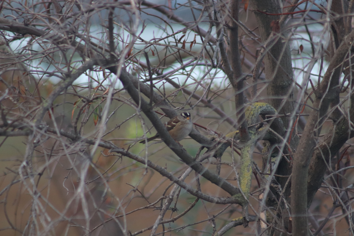 White-crowned Sparrow - Kyle Huntley