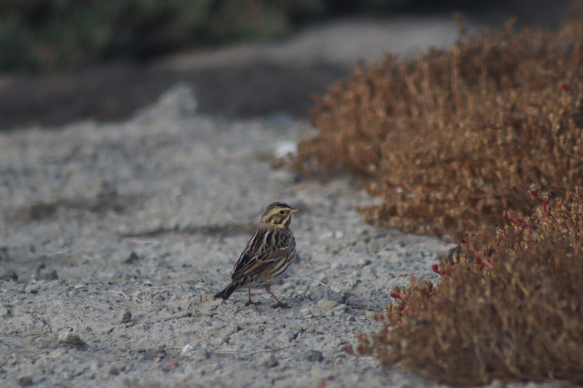 Savannah Sparrow - ML183179681