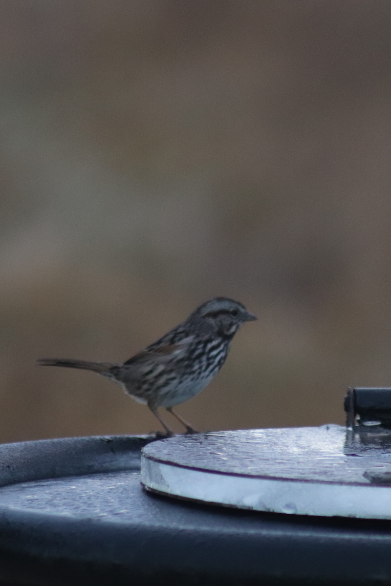 Song Sparrow - ML183179711