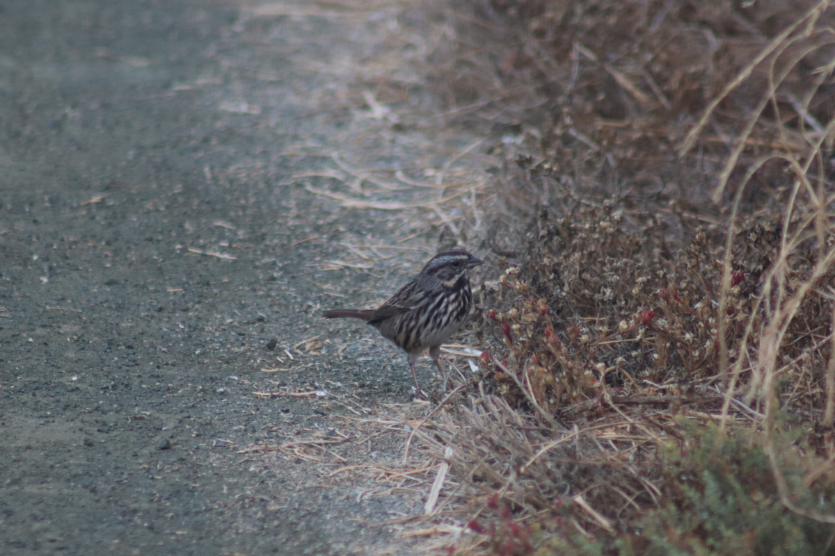 Song Sparrow - ML183179791