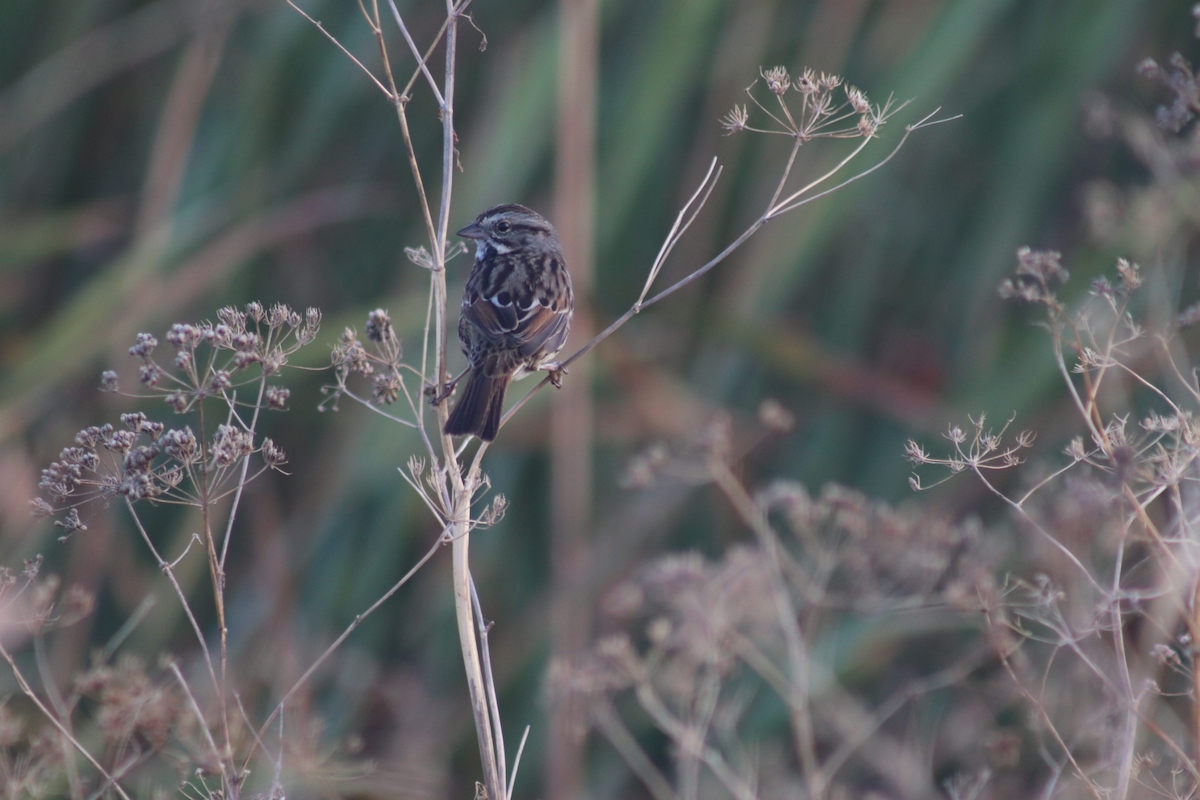 Song Sparrow - ML183179811