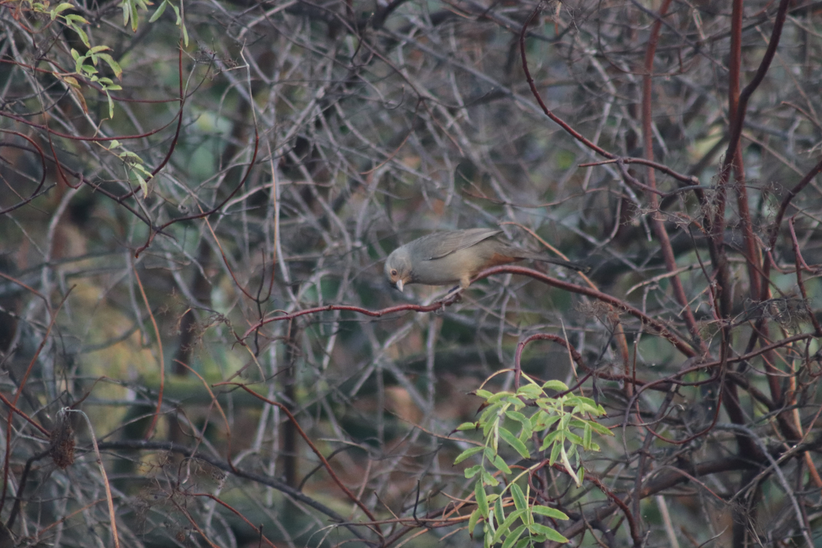 California Towhee - ML183179831