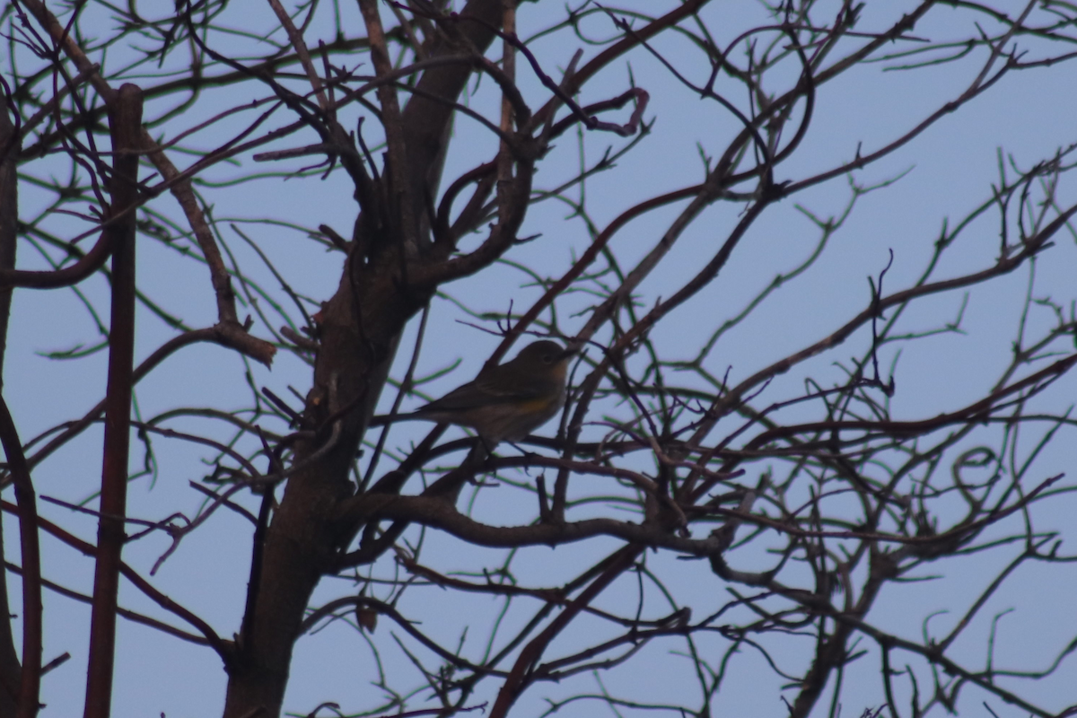 Yellow-rumped Warbler - Kyle Huntley