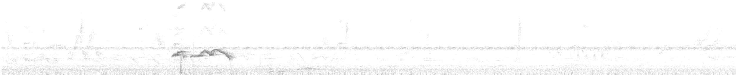Strichelrücken-Ameisenfänger - ML183184181