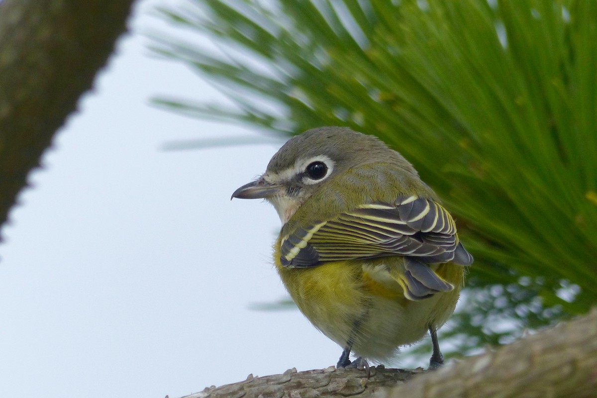 Blue-headed Vireo - ML183184851