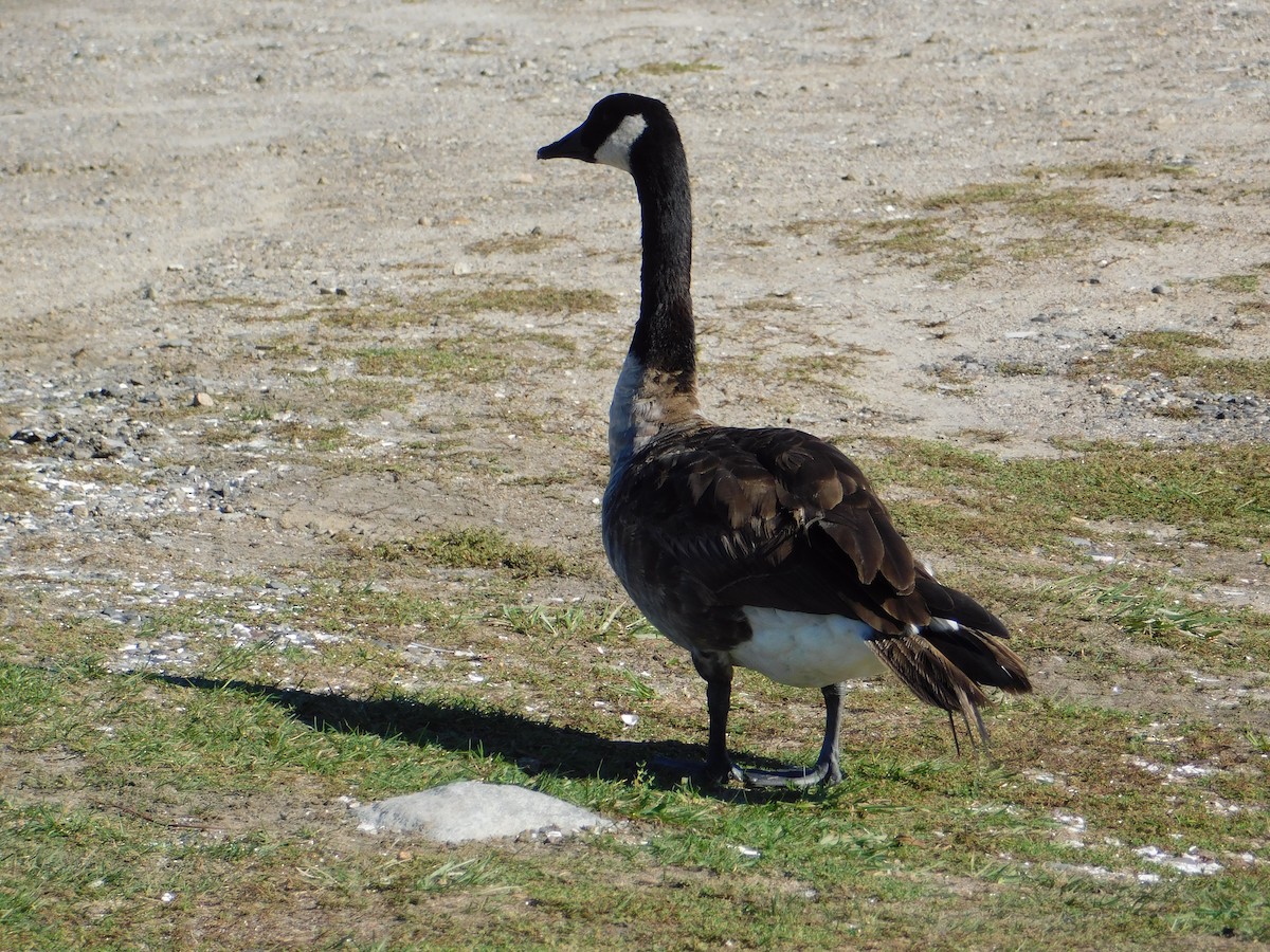 Canada Goose - ML183185521