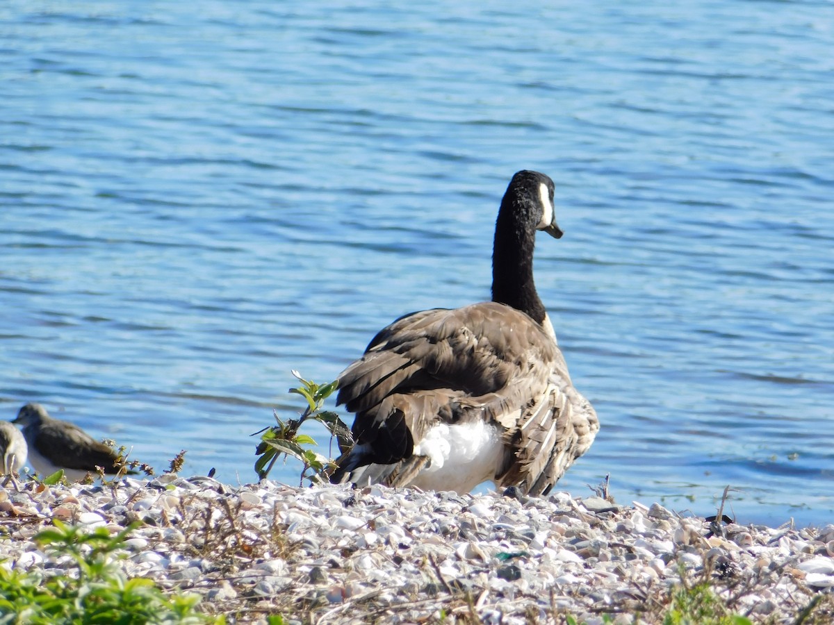 Canada Goose - ML183185561