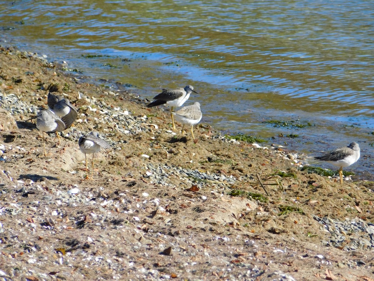 Greater Yellowlegs - ML183185641