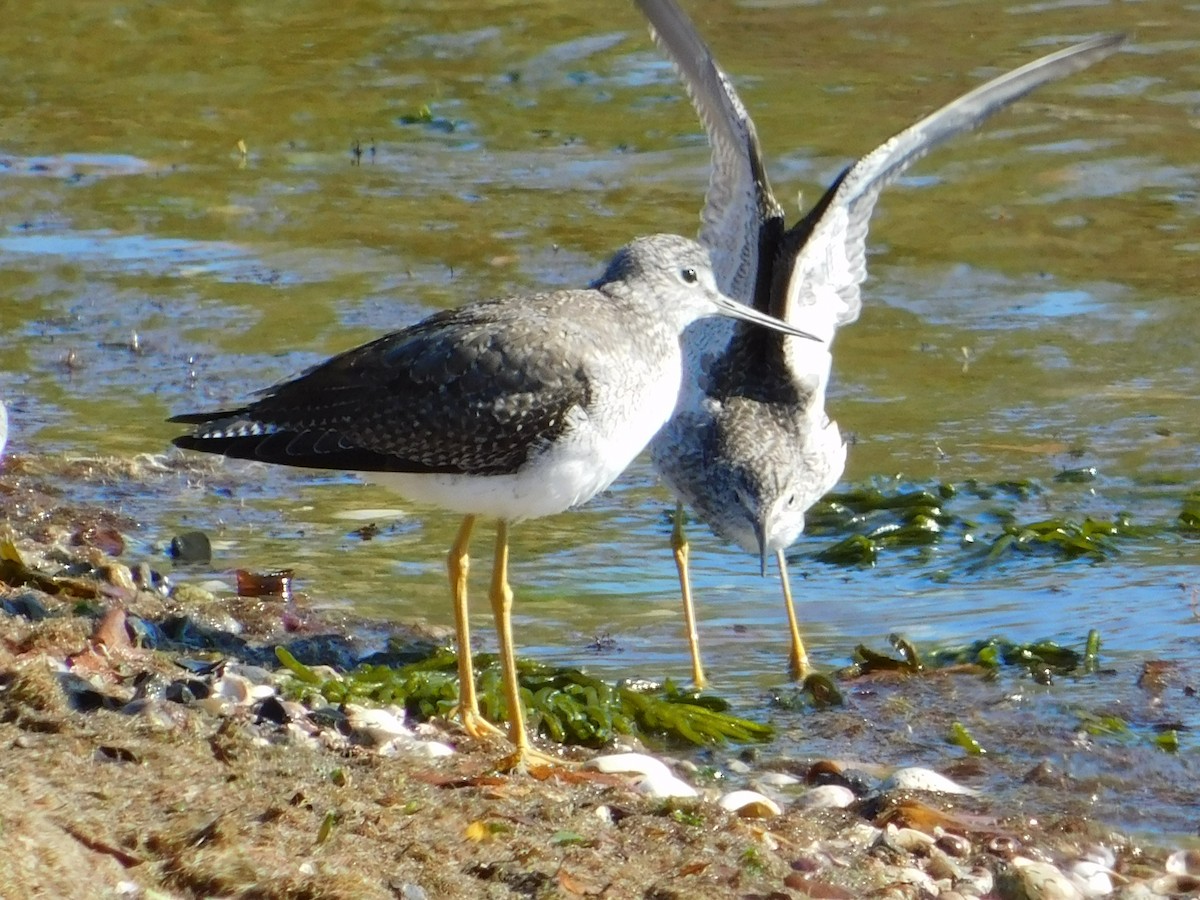 Greater Yellowlegs - ML183185701