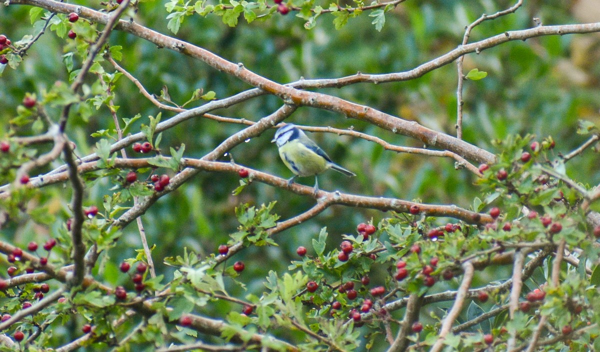 Eurasian Blue Tit - ML183186931