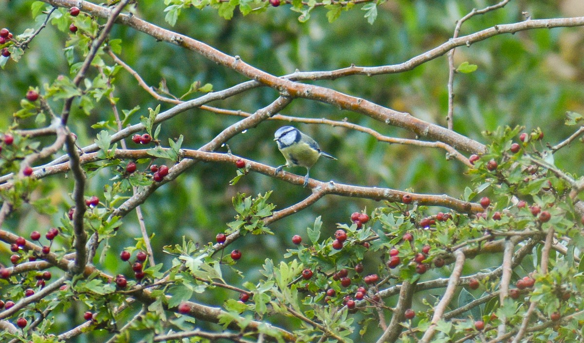 Eurasian Blue Tit - ML183186941