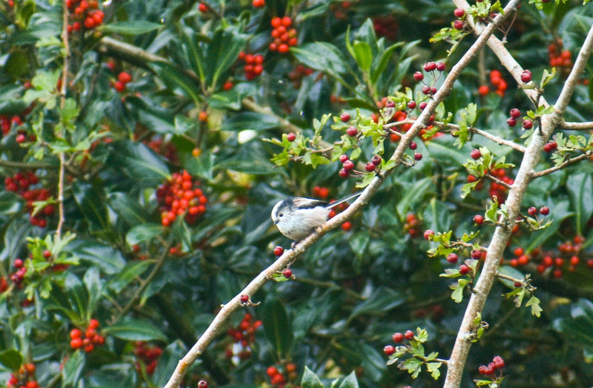Long-tailed Tit - ML183186981