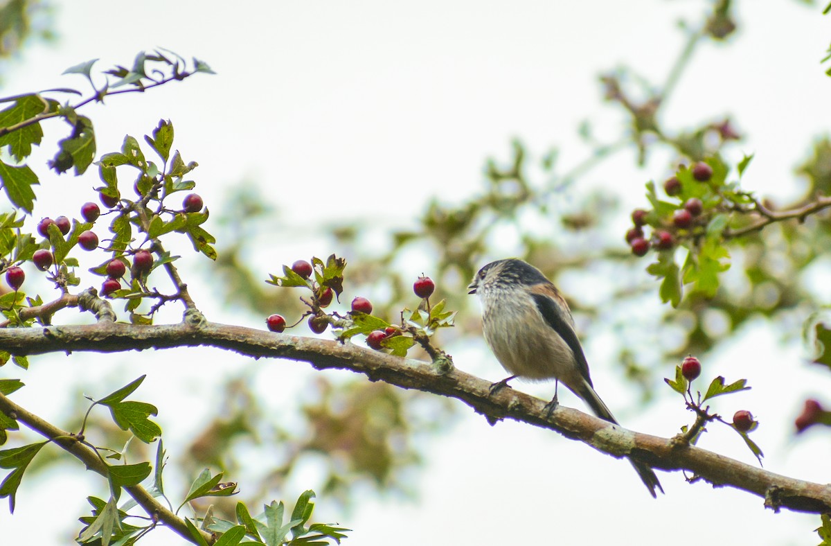 Long-tailed Tit - ML183187001