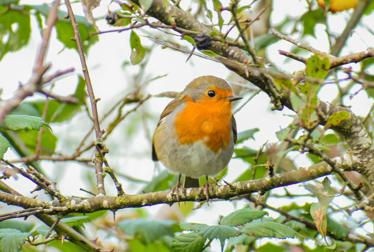 European Robin - ML183187061