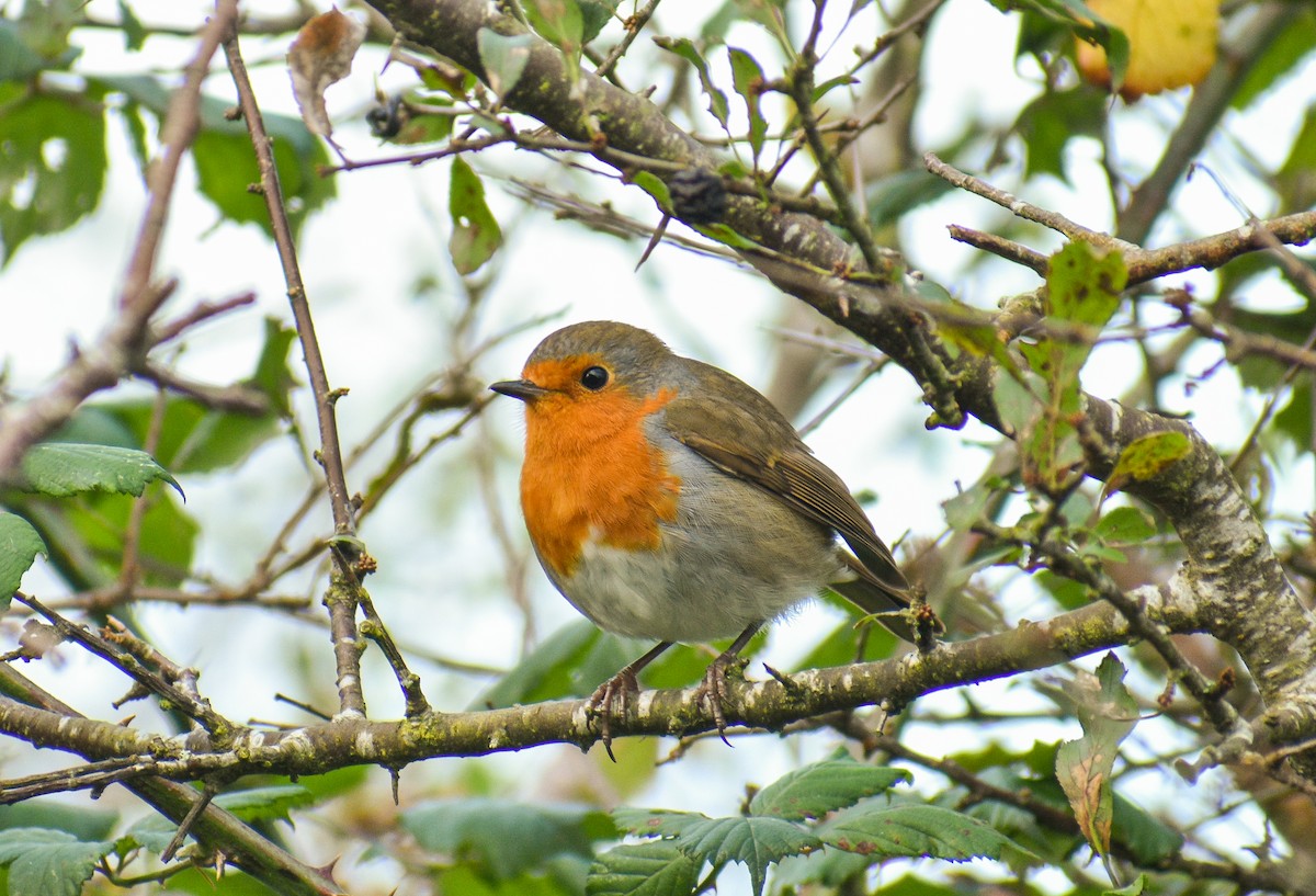 European Robin - ML183187091