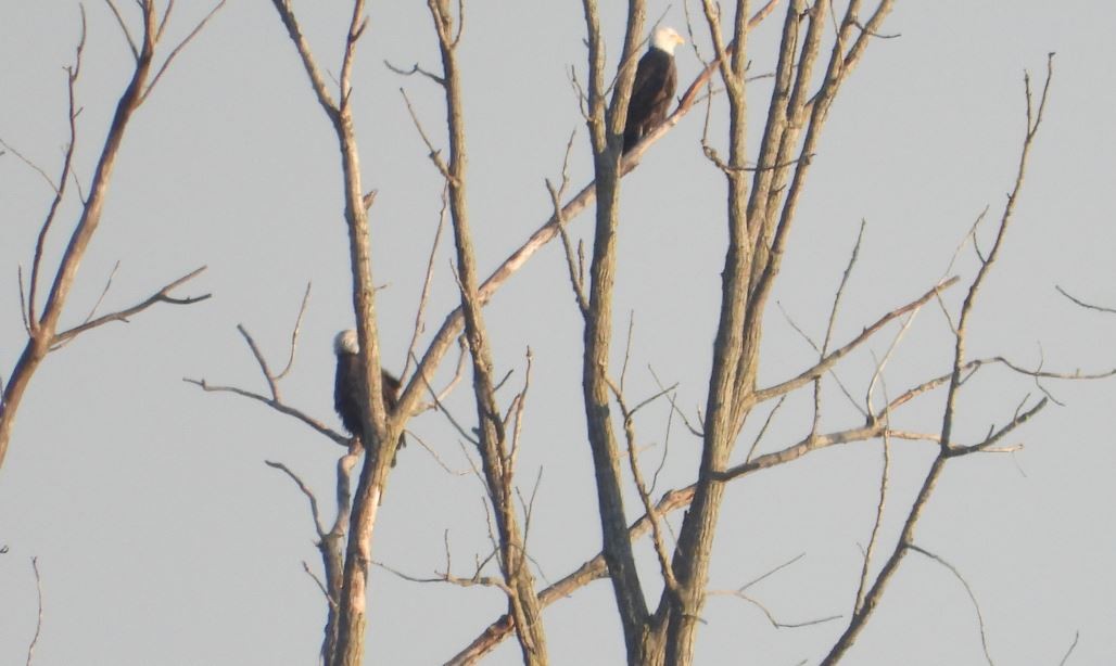 Bald Eagle - ML183187381