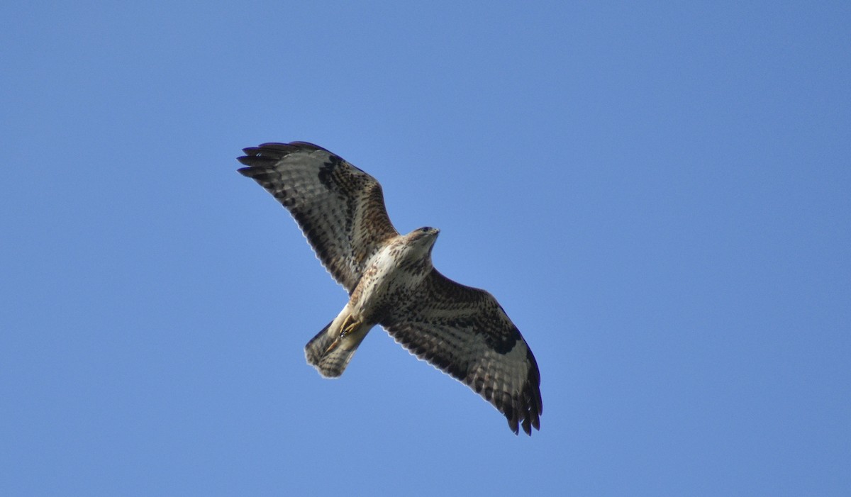 Common Buzzard - ML183187701