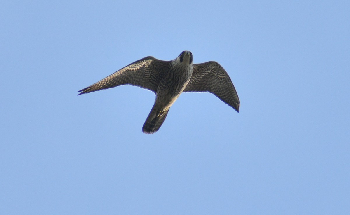 Peregrine Falcon - ML183187731