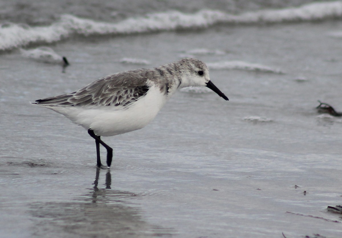 Bécasseau sanderling - ML183188221