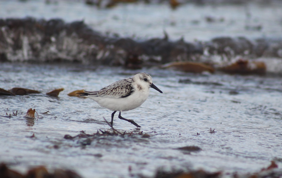 Sanderling - Seán Walsh