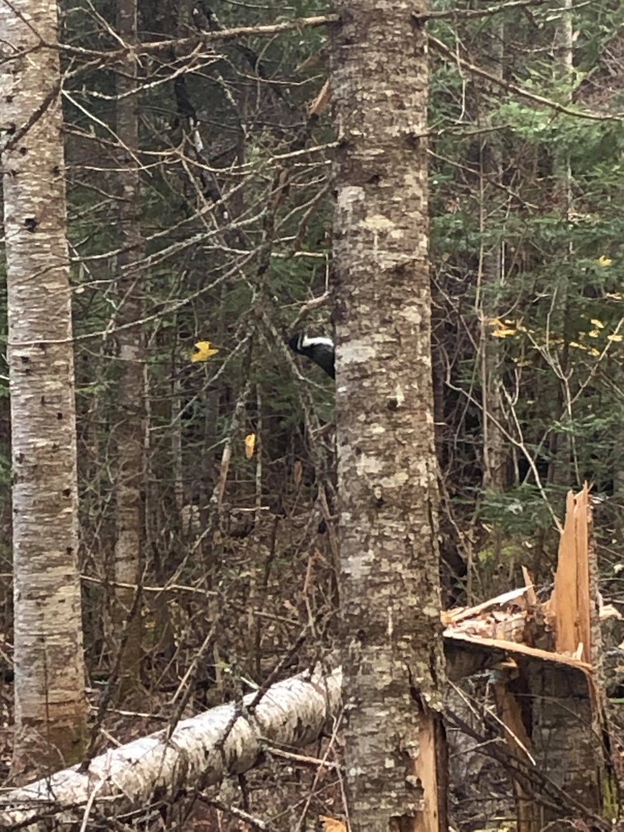 Black-backed Woodpecker - ML183189841