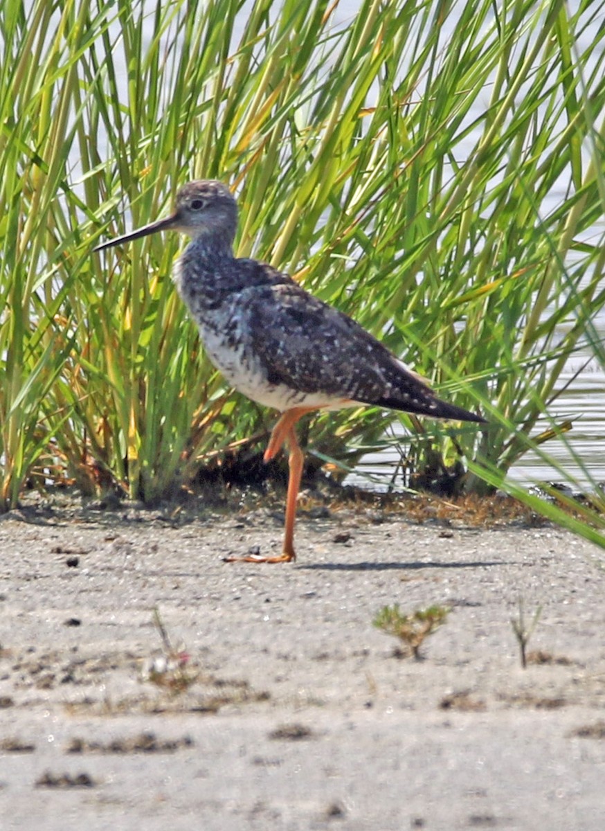 Greater Yellowlegs - ML183190251