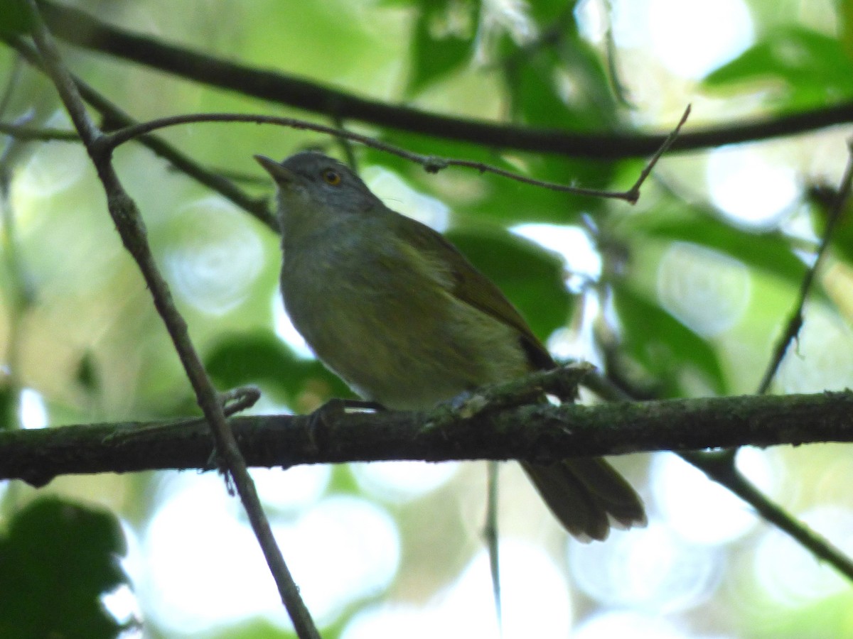 Usambara Greenbul - Barry Reed
