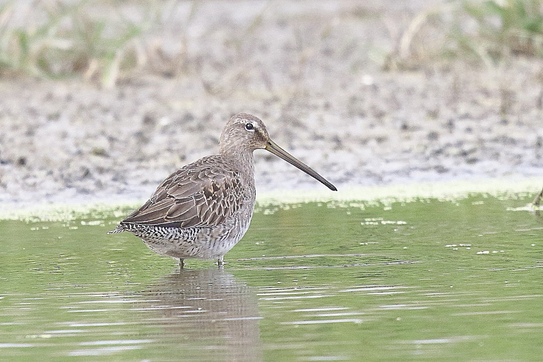 Long-billed Dowitcher - ML183194211